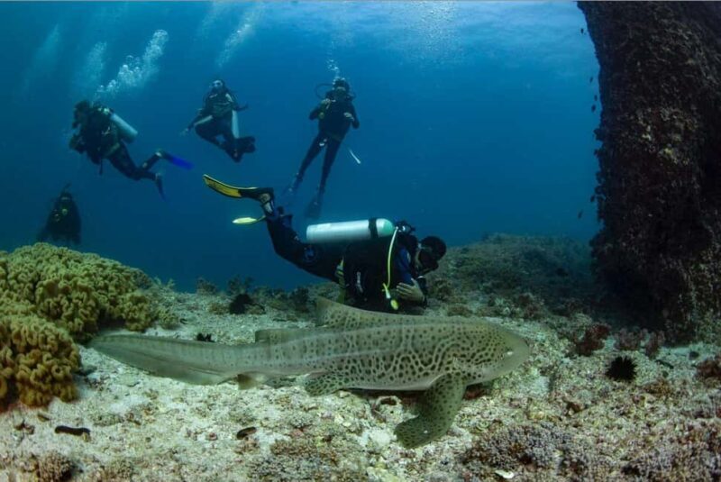 Deeper Dive Pinnacles