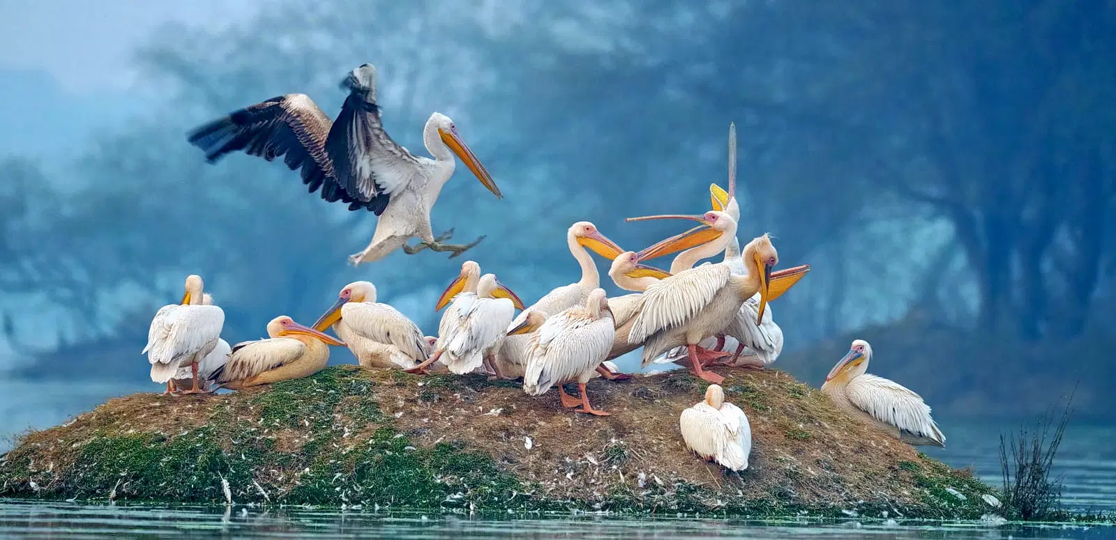 Inglewood Bird Sanctuary