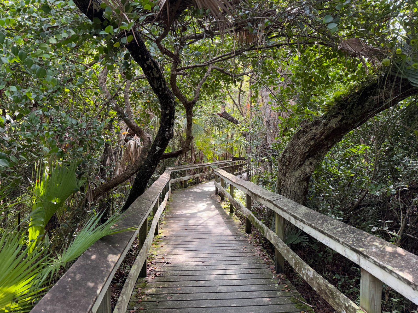 Mahogany Hammock Trail