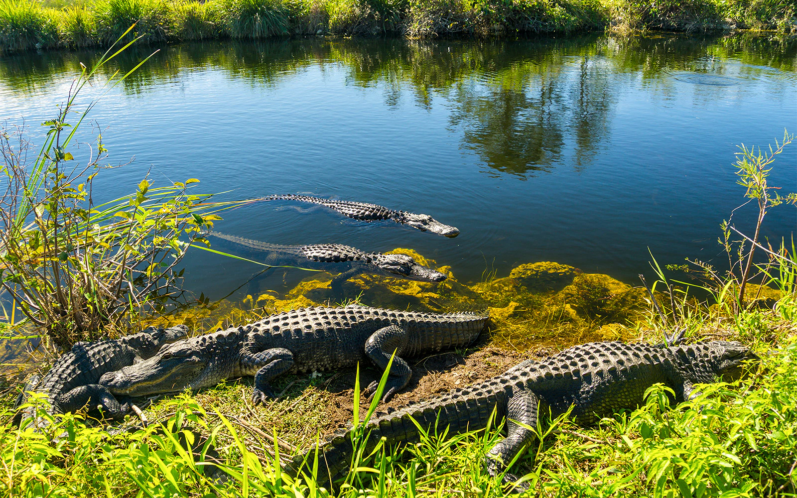 Wildlife Observation