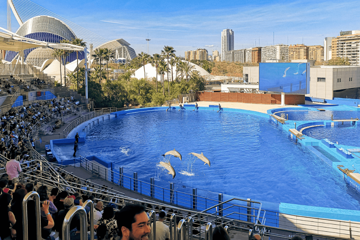 The Dolphinarium Pool