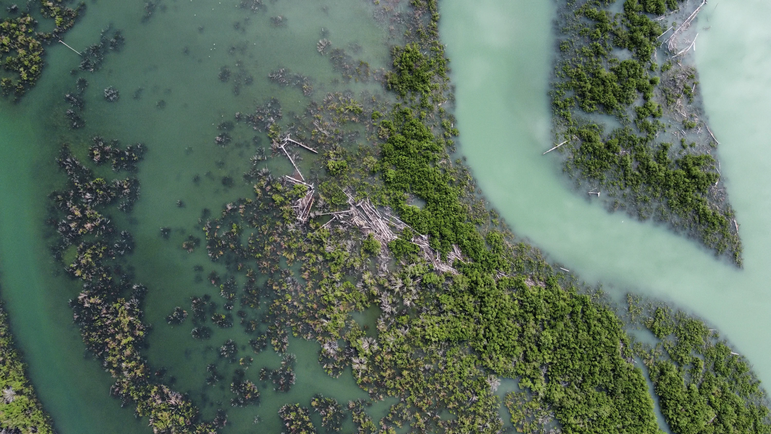 Gulf Coast Mangroves