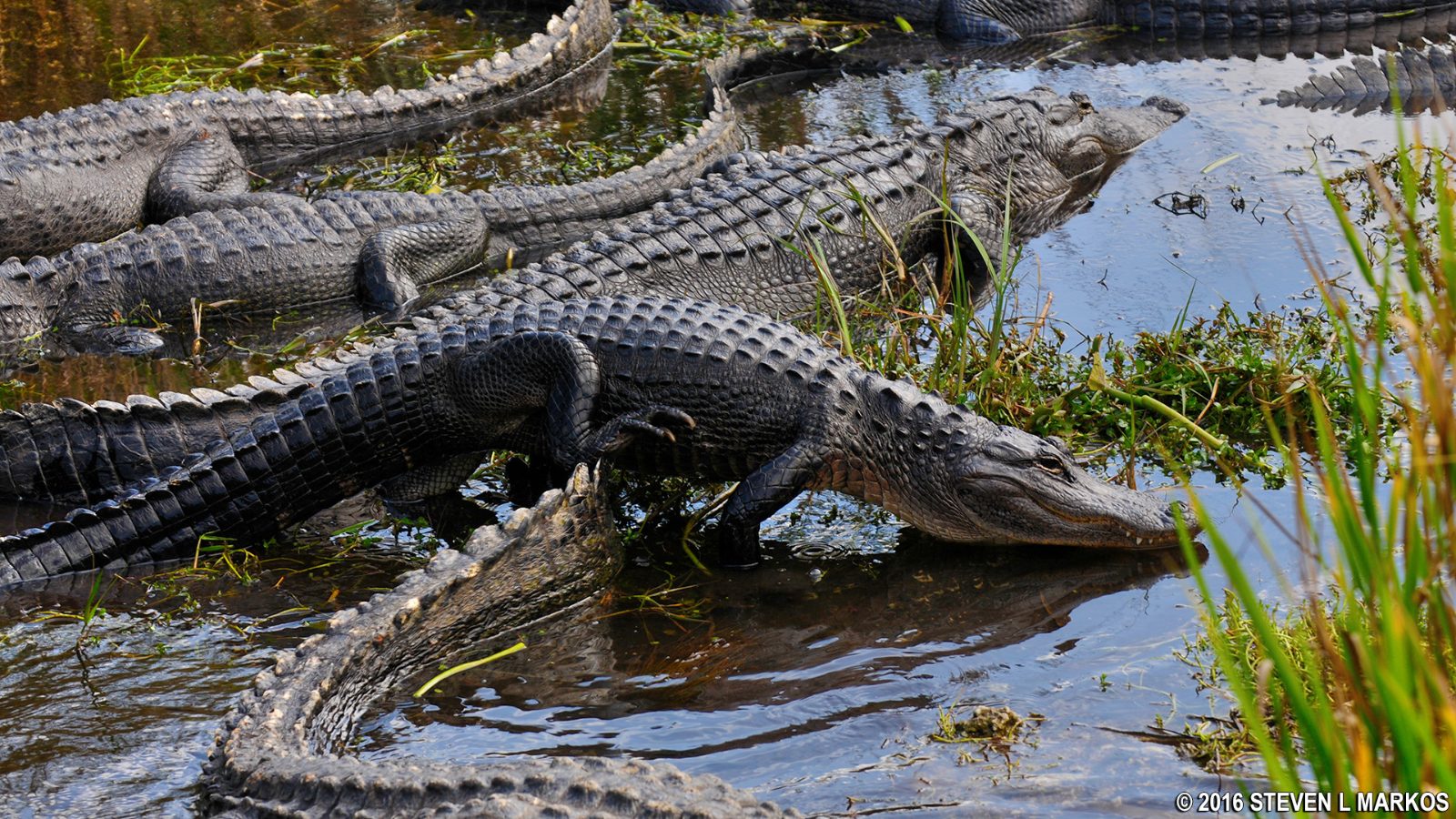 Alligator Viewing Pond