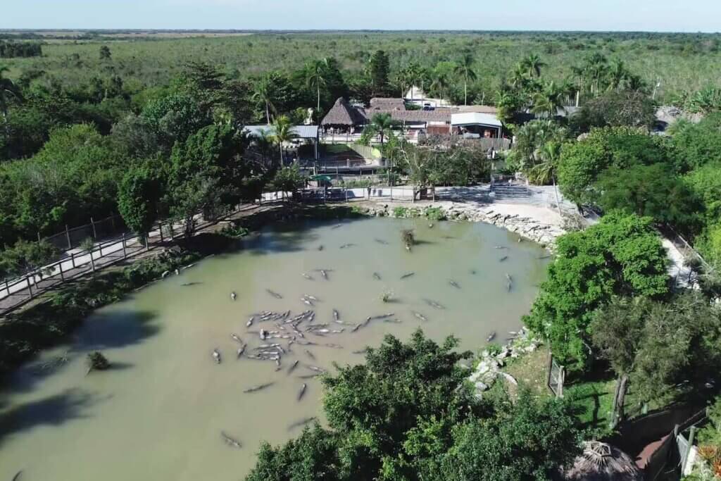 Alligator Feeding Area