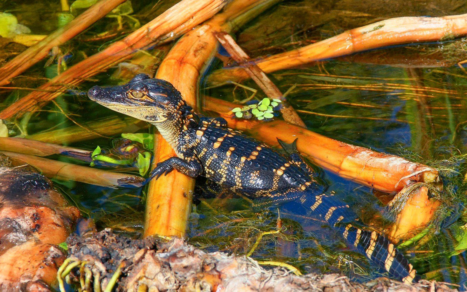 Reptile Exhibit