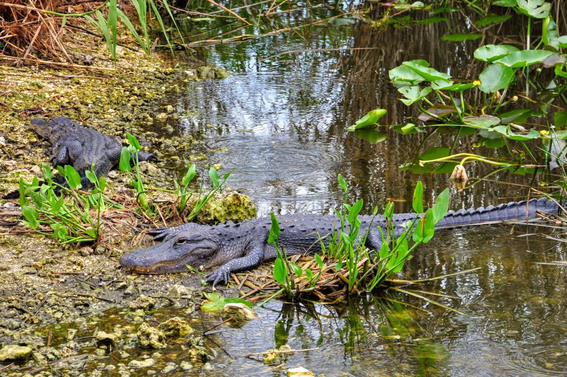 Anhinga Trail Boardwalk