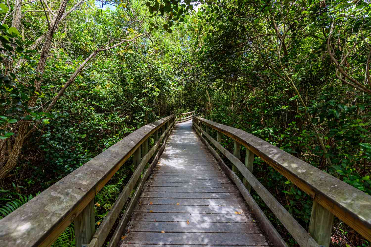 Gumbo Limbo Trail