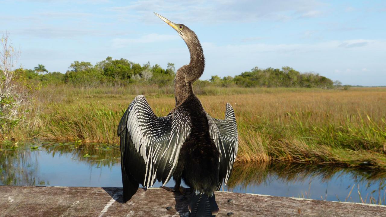 Anhinga Trail