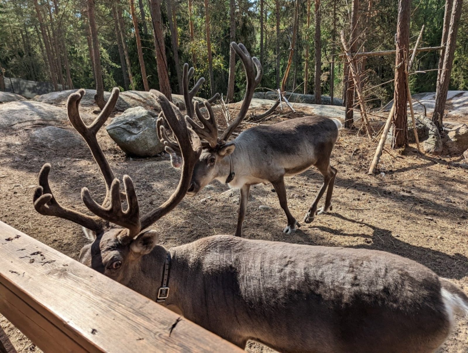 Reindeer Park
