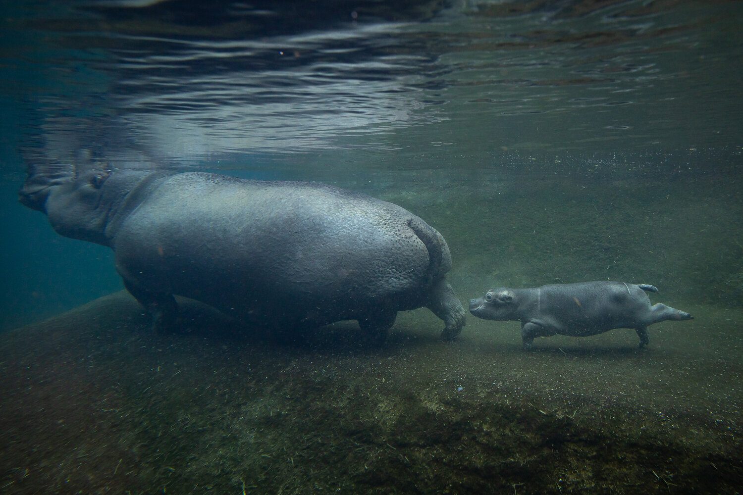 Hippo Bay Underwater Viewing