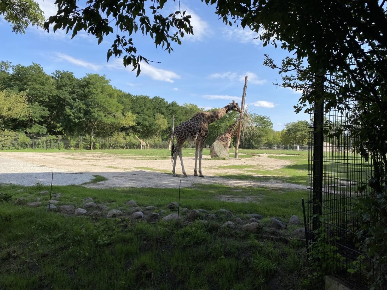 Giraffe House Terrace