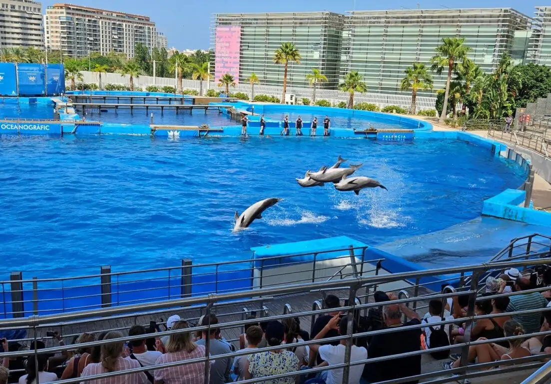 The Dolphinarium