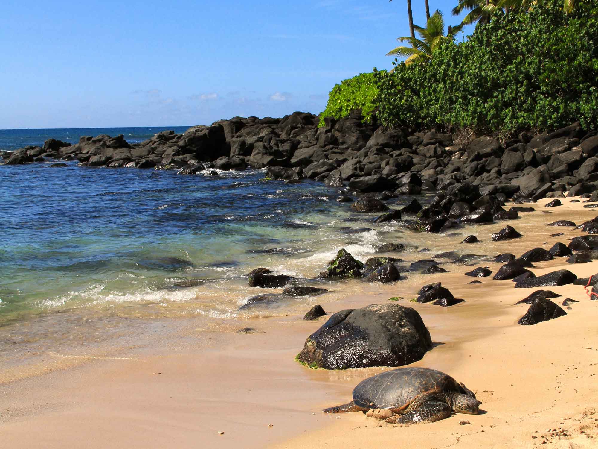 Laniakea Beach