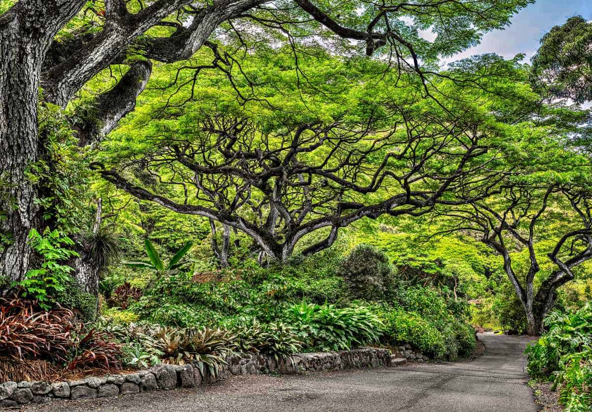 Main Botanical Path