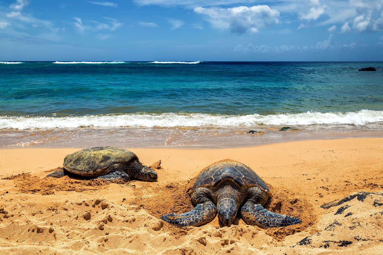 Laniakea Beach