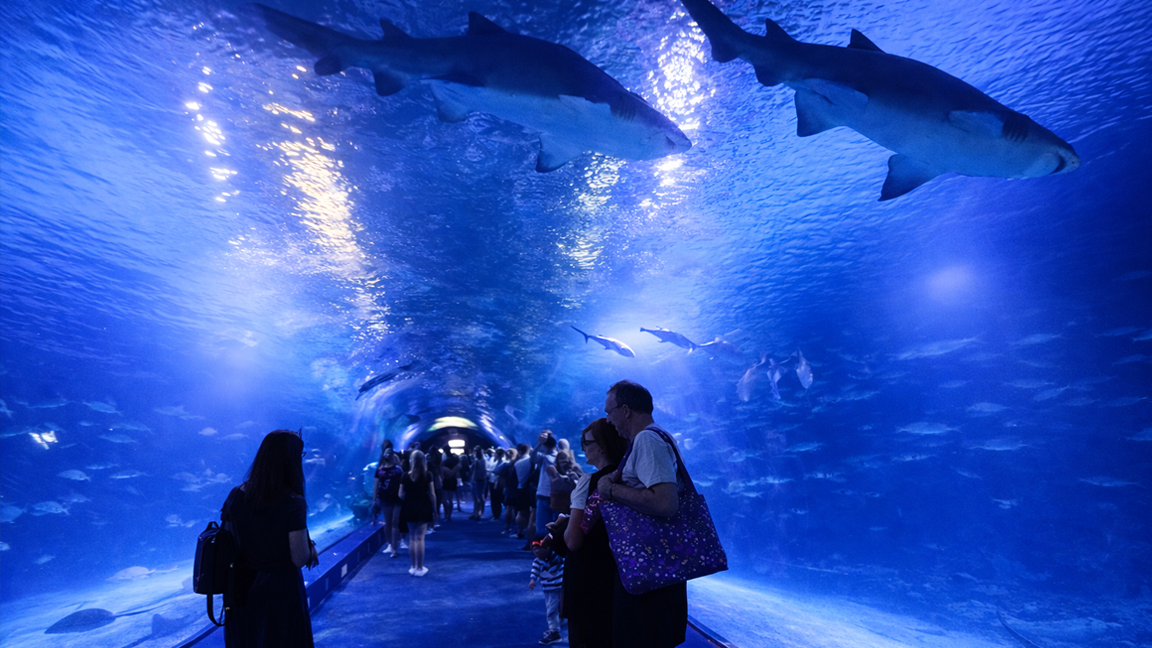 Oceans Tunnel