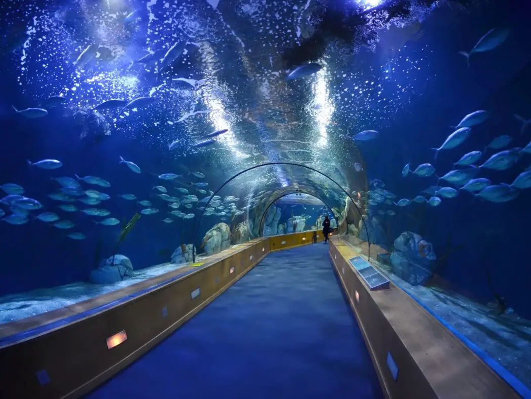 Oceans and Shark Tunnel