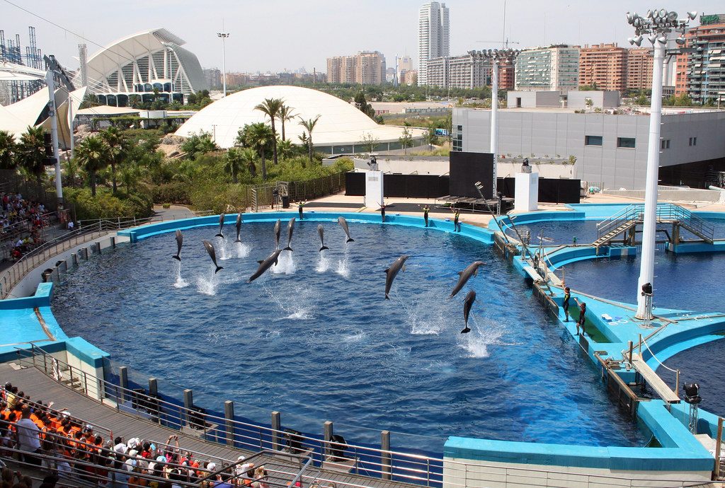Dolphinarium Show
