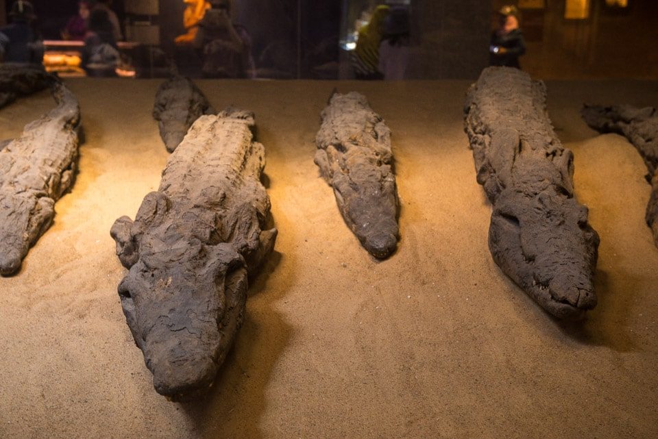 Crocodile Museum