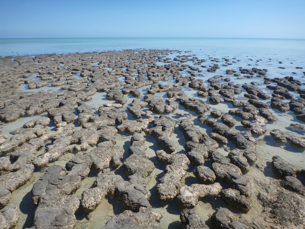 Hamelin Pool Stromatolites
