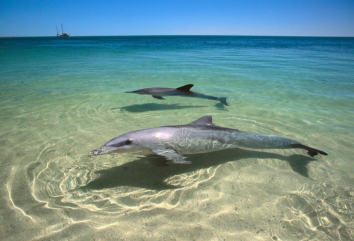 Day 3: Shark Bay to Coral Bay