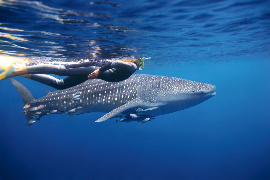 Ningaloo Reef
