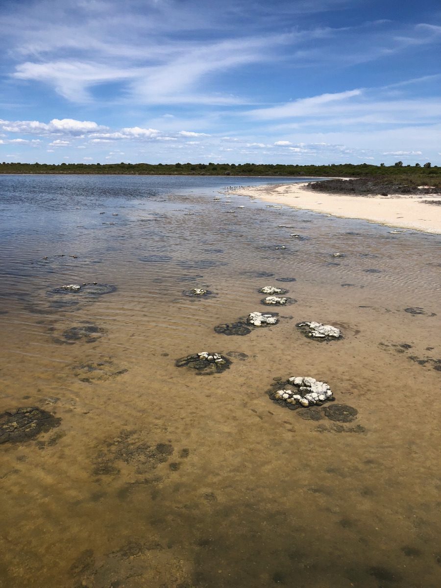 Lake Thetis Stromatolites