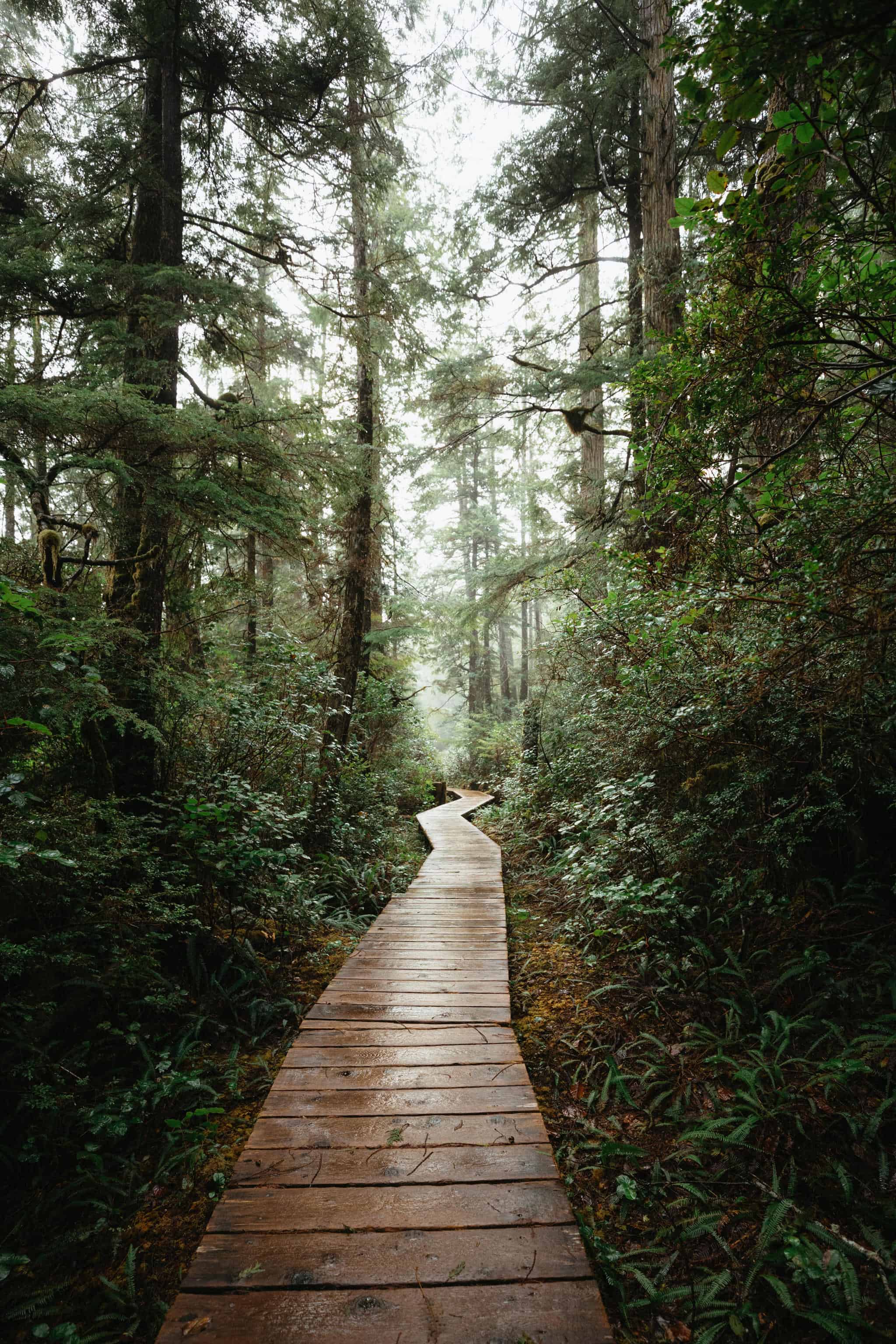 Rainforest Boardwalk Canopy