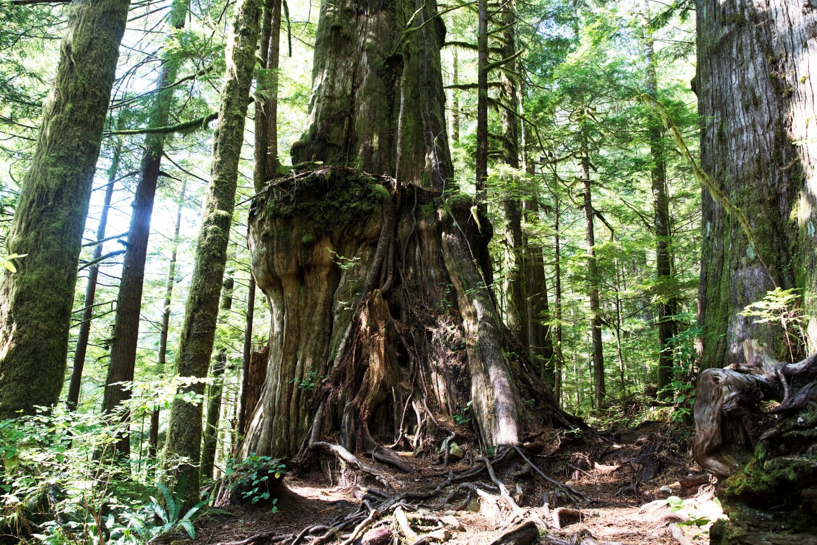Ancient Rainforest