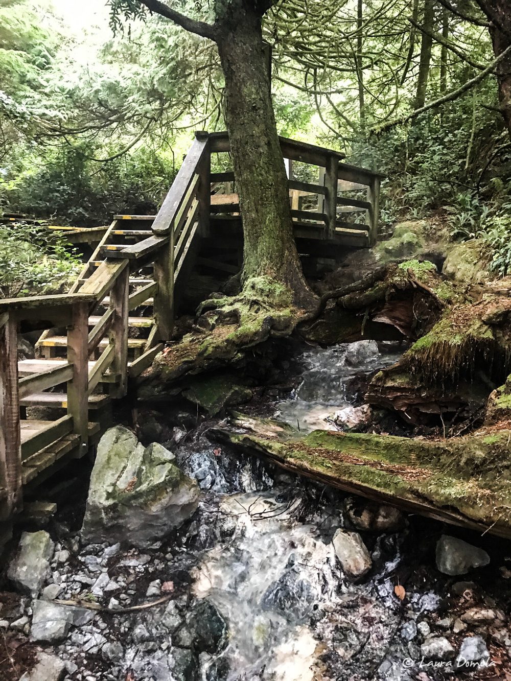 The Boardwalk Path