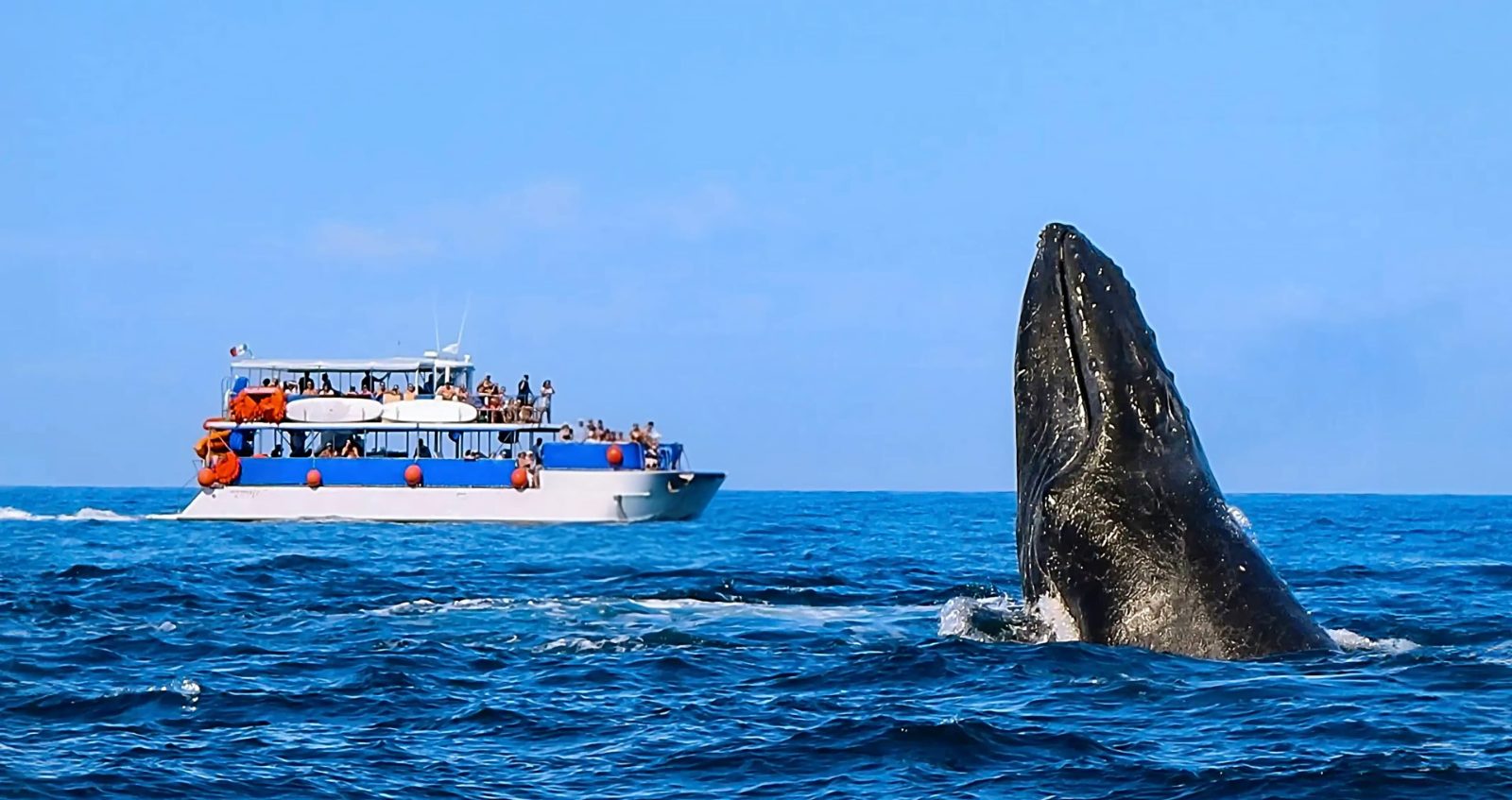 Eco Whale Watching Tenerife Los Gigantes