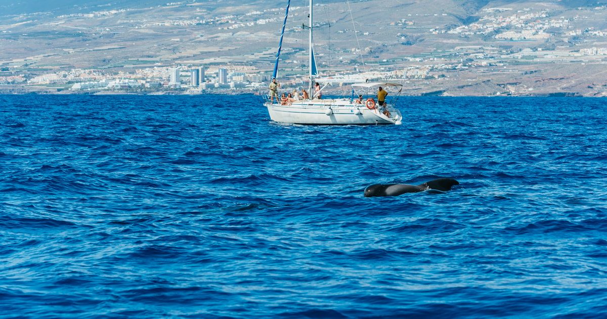 Tenerife Los Gigantes Whale Watching Cruise by Sail Boat
