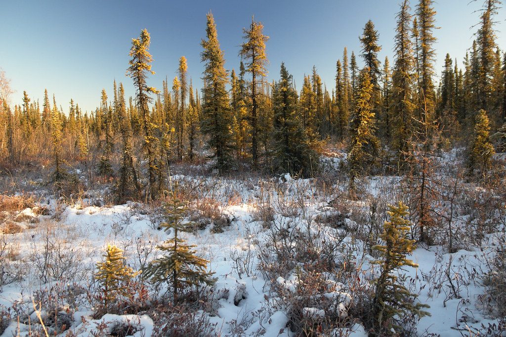 Boreal Forest Clearing