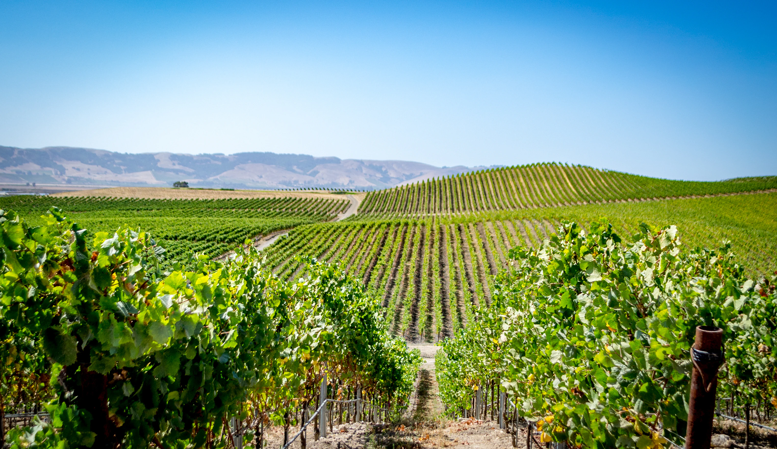 Napa Valley Half Day Tour From San Francisco