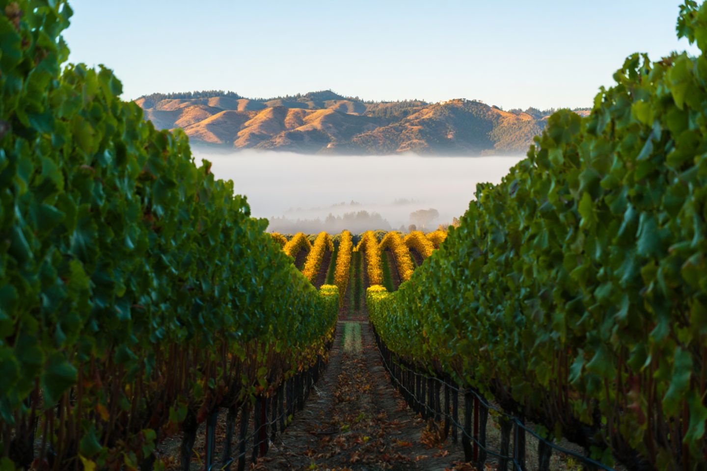 Napa Valley Half Day Tour from San Francisco