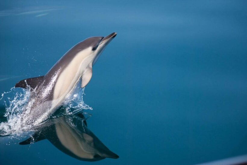Estepona Dolphin Watching