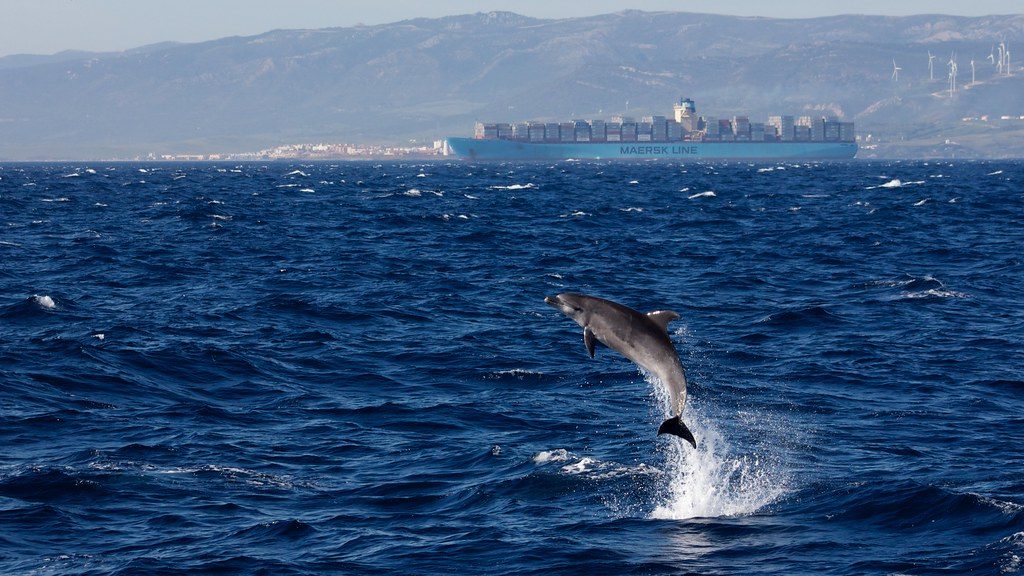 Estepona Dolphin Watching Along Costa del Sol