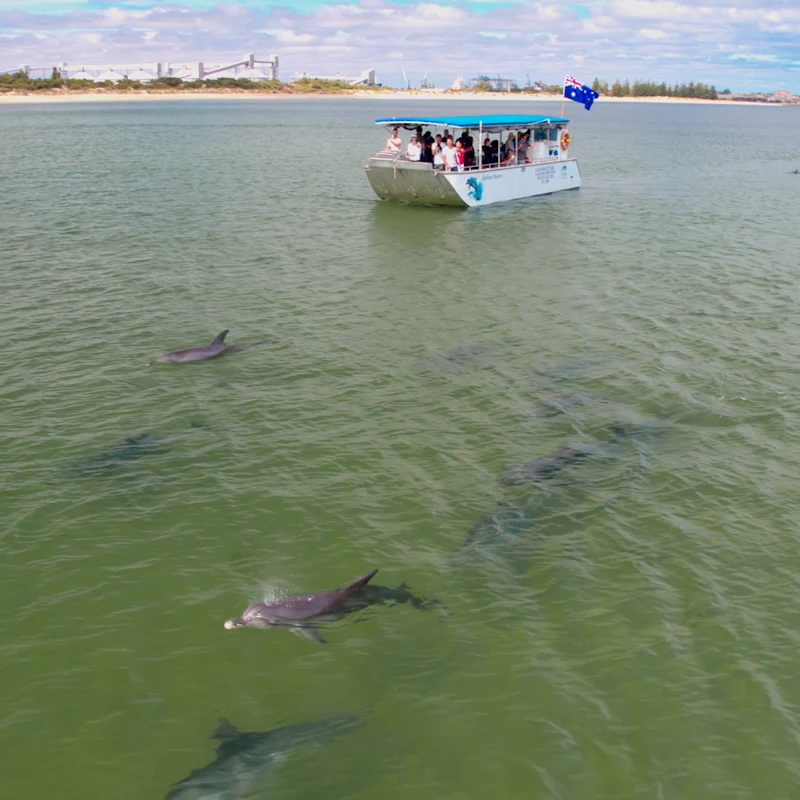 Bunbury Dolphin Cruise
