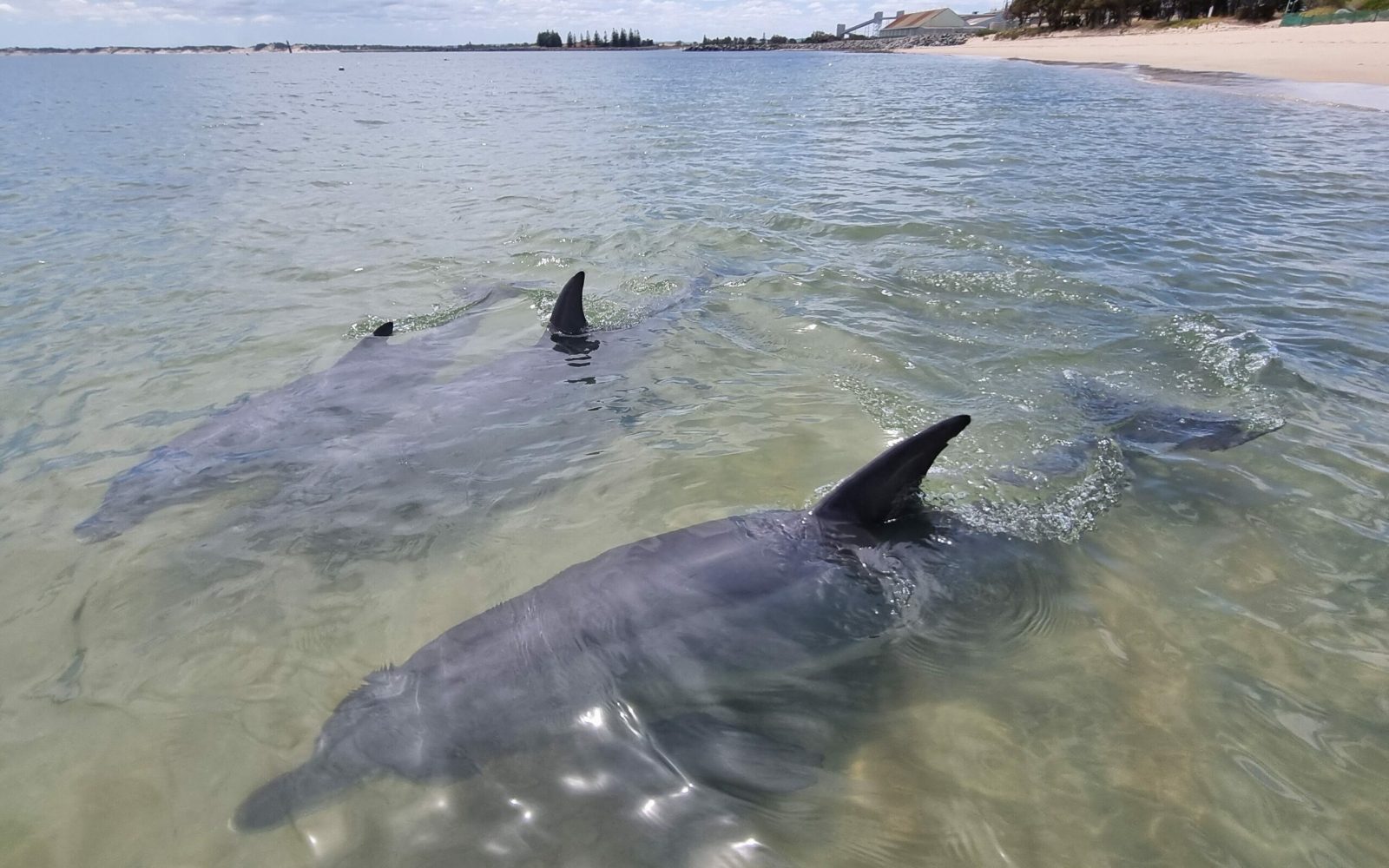 Bunbury Dolphin Cruise in Koombana Bay