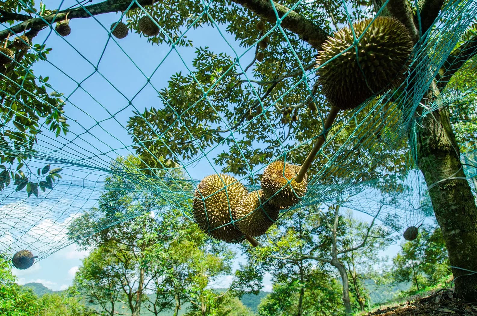 Durian Orchards