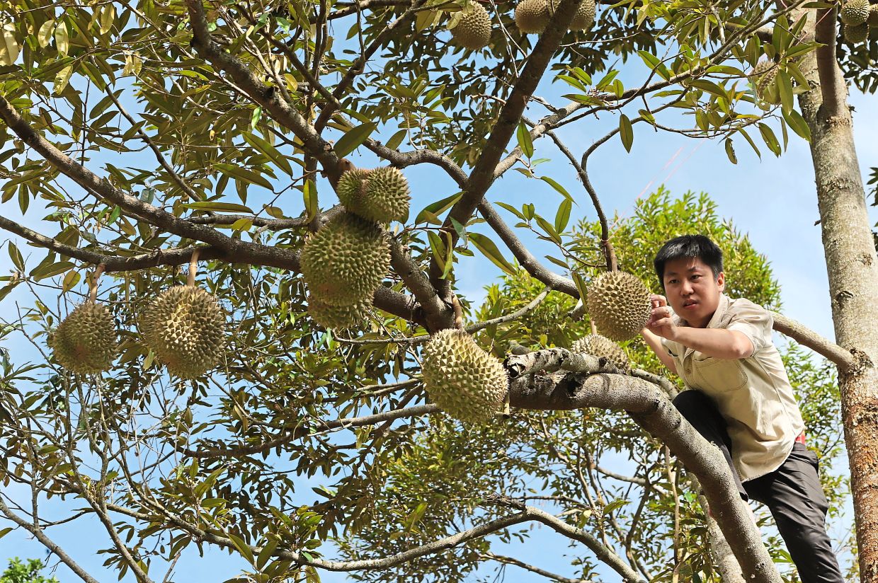 Fruit Orchard Stop