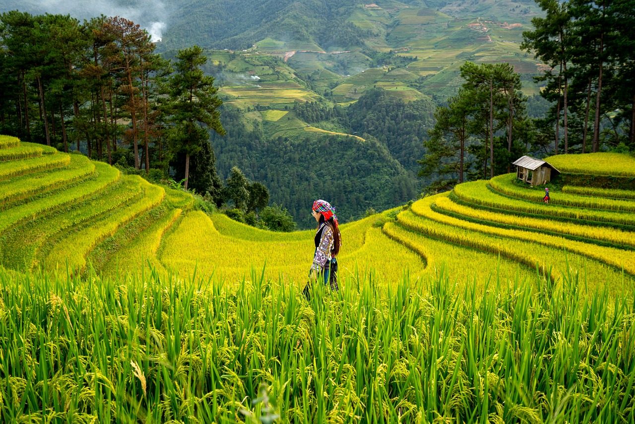 Paddy Field View