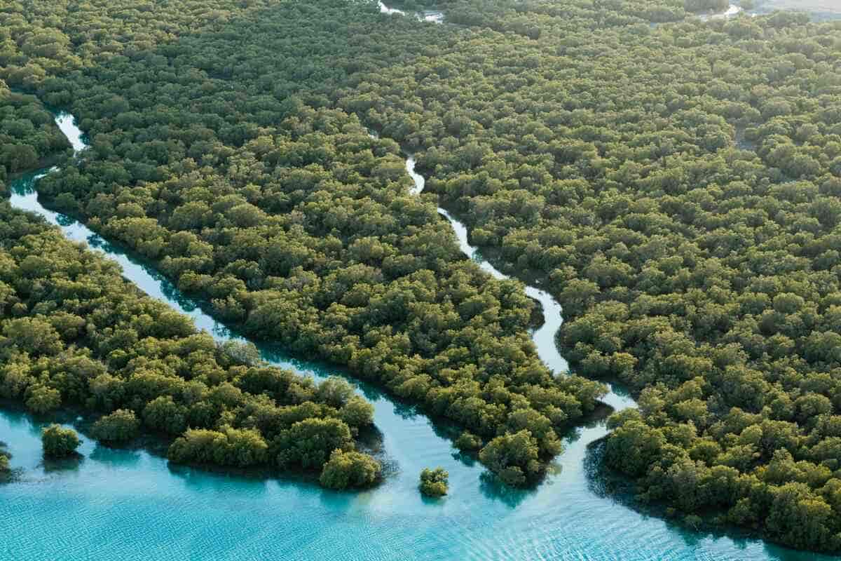 Mangrove Kayaking Abu Dhabi Experience