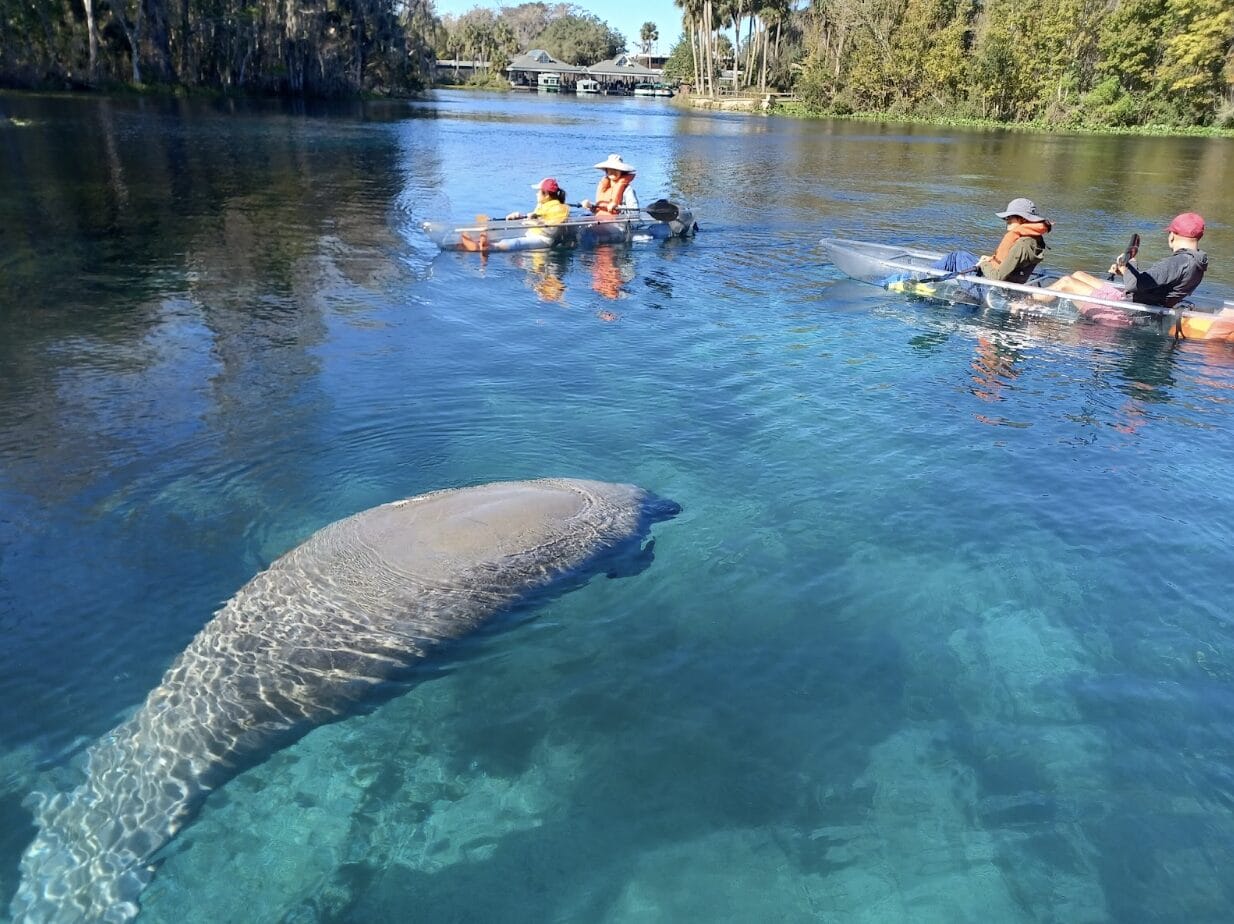 Your experience at Crystal River Kayak Rental