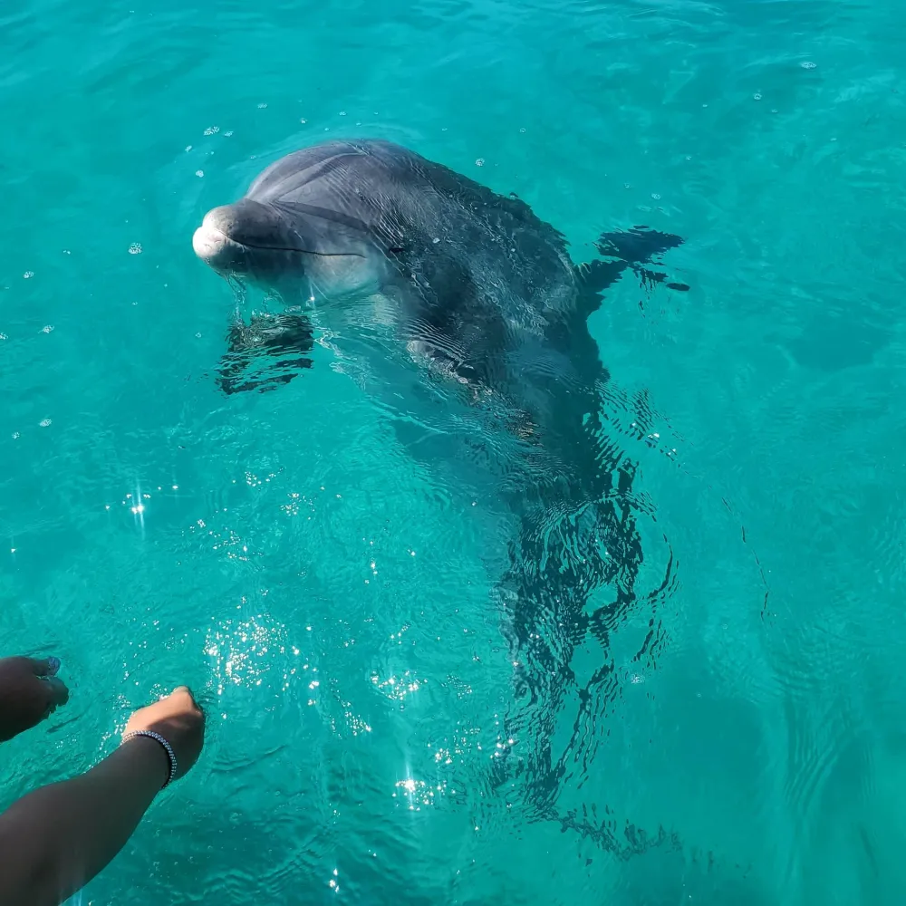 Shell Island Dolphin and Snorkel Tour