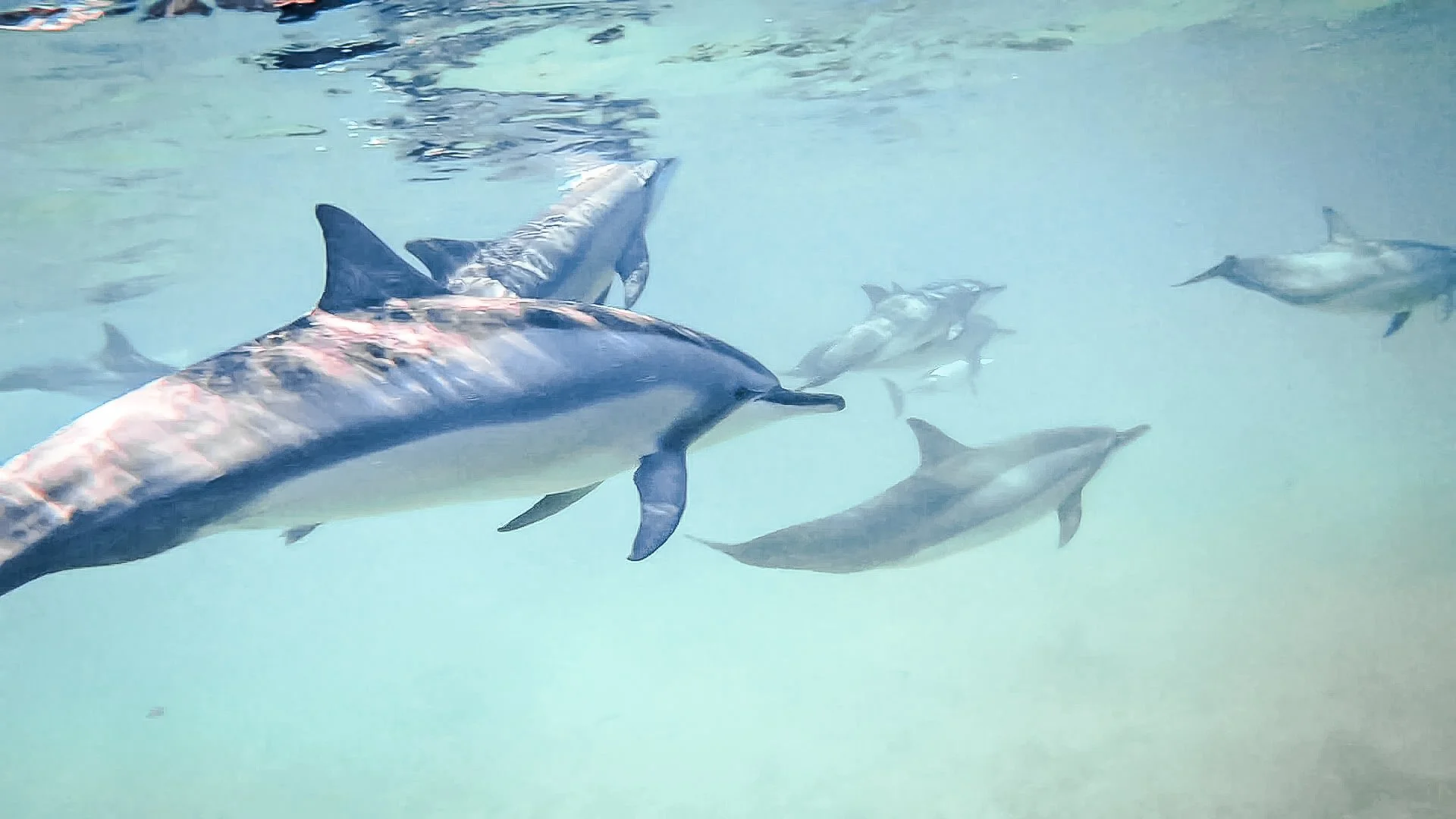Swim With Dolphins Tamarin Bay