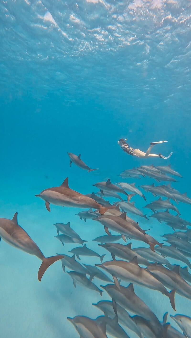 Your experience at Swim With Dolphins Tamarin Bay