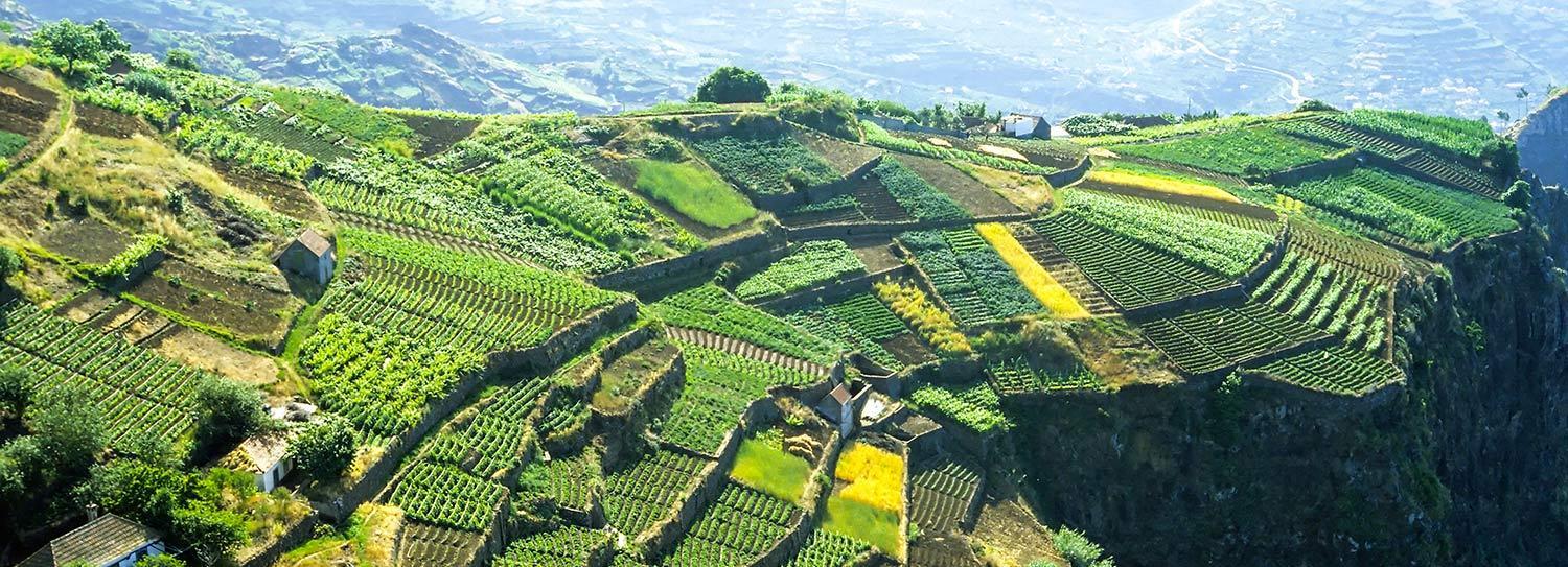 Terraced Farmlands