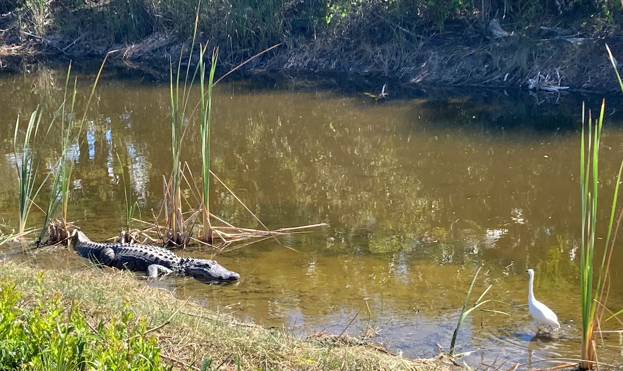 Wildlife Viewing Areas