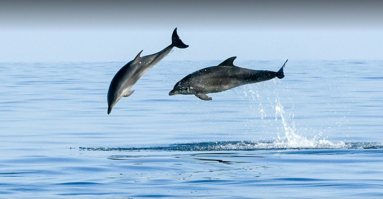 Novigrad Dolphin Tour